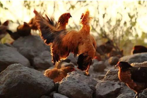 土鸡游戏爆料大全最新,揭秘热门游戏幕后故事与精彩瞬间 第2张 土鸡游戏爆料大全最新,揭秘热门游戏幕后故事与精彩瞬间 第2张