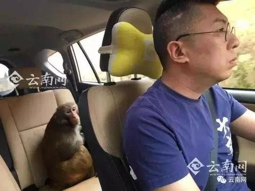 网友爆料瘦猴子视频大全,瘦猴子视频大全，揭秘动物界的瘦身达人  第1张